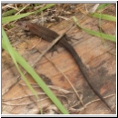 Zootoca vivipara - Waldeidechse 07.jpg